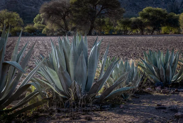 Agave Americana 'nın Meksika' da ballı su ve pulque yaptığı bir sıra.