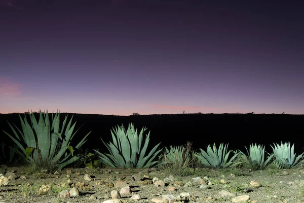 Bir Magueyes ya da bir Amerikan agave Meksika 'da renkli gün batımı ile güzel bir manzara