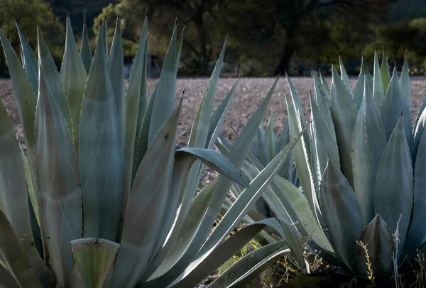 Meksika 'da Agave Americana' nın yeşil bir geçmişi vardı. Maguey, Agave Americana ve Pulque gibi içkiler yapardı.