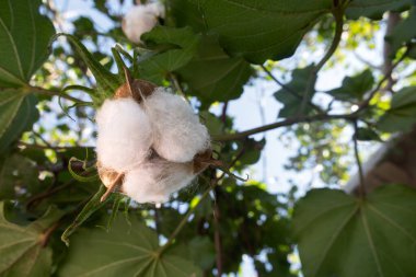 Gossypium arboreum, pamuk bitkisi, metin için yeri var.