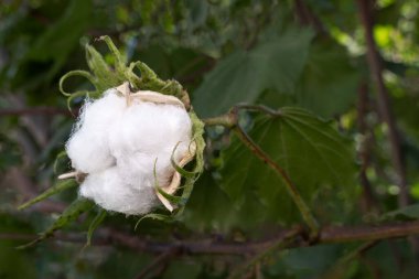 A Gossypium arboreum, cotton plant, with space for text clipart