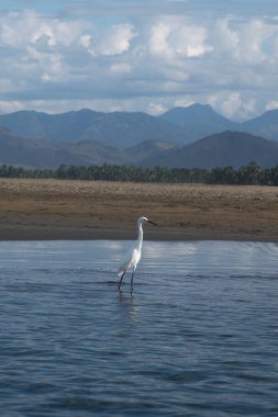 A White Ardea alba bird on the beach of Ixtapa Zihuatanejo, Mexico, with space for text clipart