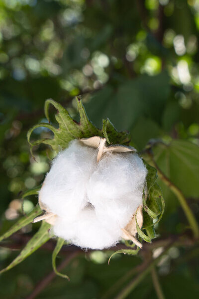 A Gossypium arboreum, cotton plant, with space for text