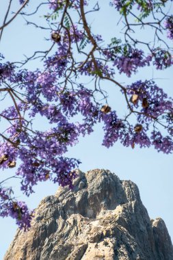 A Jacaranda trees with purple flowers and the Bernal Peak monolith from Queretaro in the background. clipart