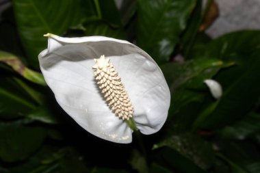Canlı beyaz bir barış çiçeğinin yüksek çözünürlüklü yakın çekimi. Detaylı bir spadix ile, yemyeşil yapraklarla çevrili. Botanik ve doğa temalı projeler için mükemmel, sükunet ve zarafeti vurguluyor.