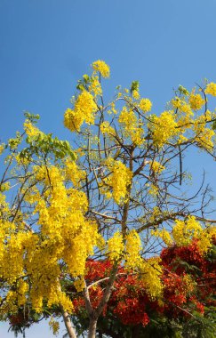 Altın Duş Ağacı 'nın (Cassia fistülü) çarpıcı sarı çiçeklerle dolu, berrak mavi bir gökyüzüne kurulmuş büyüleyici manzarası. Doğa temalı projeler, botanik çalışmaları ve canlı açık hava sahneleri için ideal..