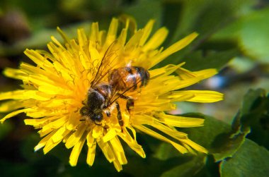 Parlak sarı bir karahindiba çiçeğinden nektar toplayan bir bal arısının ayrıntılı makro fotoğrafı. Görüntü, arıların kanat ve çiçeklerinin karmaşıklığını yakalıyor, doğayı, tozlaşmayı ve çiçeklerin güzelliğini vurguluyor. Ekolojik ve botanik için ideal