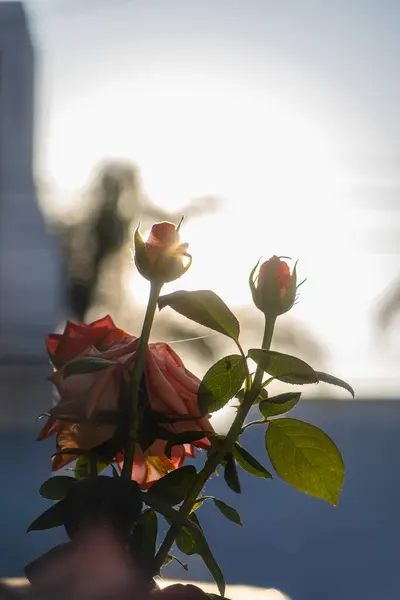 stock image Stunning close-up of blooming roses illuminated by the sunlight, showcasing the delicate petals and vibrant green leaves. Perfect for themes of nature, tranquility, and growth, with a hint of romantic ambiance.