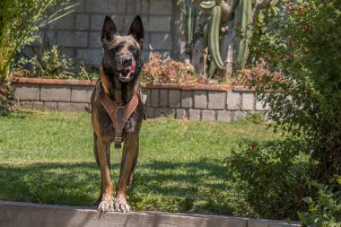 Bir Alman kurdu yemyeşil ve saksı bitkileriyle çevrili yemyeşil bir bahçedeki güneşli bir çimenlikte güven içinde duruyor. Köpek dayanıklı bir koşum takımı takıyor, sakin ve açık havada güç ve özen gösteriyor..