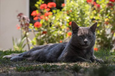 Renkli çiçeklerle çevrili güneşli bahçede lüks içinde, huzurlu, gri bir kedi. Doğal bir ortamda sükuneti ve rahatlığı göstermek için mükemmel. Hayvan ve bahçe temalı stok fotoğrafçılığı için büyüleyici bir görüntü..