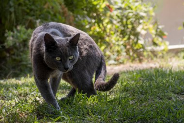 Gri bir kedinin, güneşli, yemyeşil bir bahçede dikkatlice avını takip edişi. Odaklanmış kedi yeşil çimenlerin arasında sinsice dolaşıyor, yumuşak doğal ışık onun parlak kürkünü ve yoğun ifadesini vurguluyor. Doğa, vahşi yaşam ve dom temaları için mükemmel bir imaj.