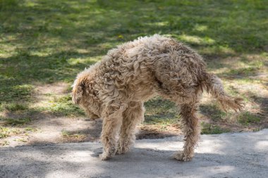 Kıvırcık saçlı köpek parkta güneşli bir günün tadını çıkarırken yeri kokluyor. Hayvan severler ve hayvanlarla ilgili konular için mükemmel. Doğal, yeşil bir açık hava ortamında bir merak ve neşe anı yakalar..