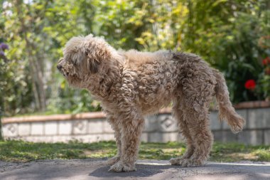 Kıvırcık saçlı bir köpek güneşli bir bahçede duruyor. Ayar yemyeşil ve yemyeşil. Huzur ve mutluluğu çağrıştırıyor..