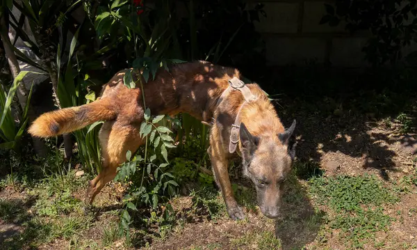 Belçikalı Malinois köpeği bahçede koşum takımı takıyor. Doğal güneş ışığı çevredeki yeşilliklerle zıtlık yaratır..