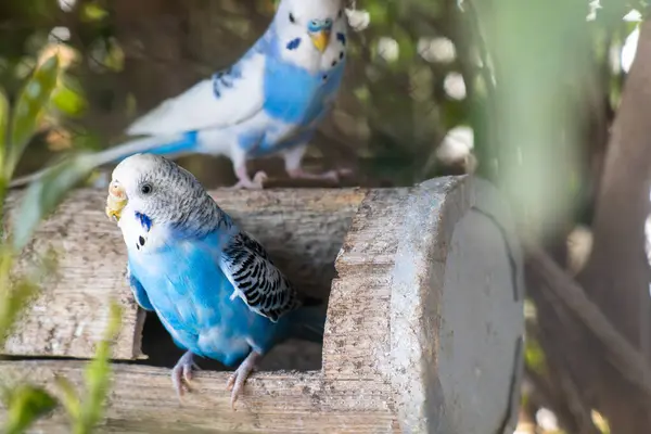 Stock image Two blue budgerigars, or parakeets, sitting on a rustic wooden birdhouse in a natural outdoor setting. The scene exudes peacefulness and nature.