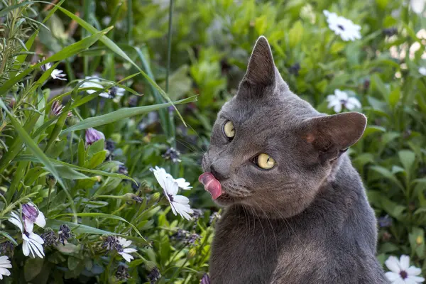 stock image Close-up of a gray cat licking its nose while sitting in a vibrant flower garden on a sunny day.