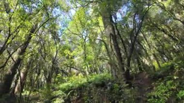Uzun ağaçlar ve zengin bitkilerle dolu sık bir ormanda huzurlu bir yürüyüş. Güneş ışığı yaprakların arasından süzülüp barışçıl bir atmosfer yaratır..