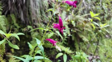 Güzel pembe kır çiçekleri yemyeşil bir ormanda yetişir ve doğanın renk paletini sergiler. Bu dingin ortam, canlı bir yaprak zeminine karşı narin yaprakları vurguluyor..
