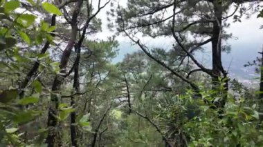 Bereketli arazi, sisli bir orman ortamında büyük kayaları kaplayan canlı yeşillikleri barındırır. Yoğun sis bölgeyi sararken, arka planda kuşlar cıvıldıyor ve sakin bir atmosfer yaratıyor.. 