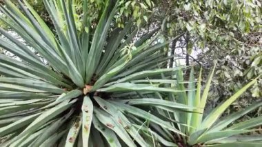 Bu büyüleyici keşif çeşitli bitki yaşamlarıyla dolu canlı ve doğal bir ortamda gerçekleşir. Gözlemciler, ekosistemin güzelliğini ve karmaşıklığını vurgulayarak, çeşitli yeşilliklerin etkileyici yapısına ve karmaşık ayrıntılarına tanıklık edebilirler..