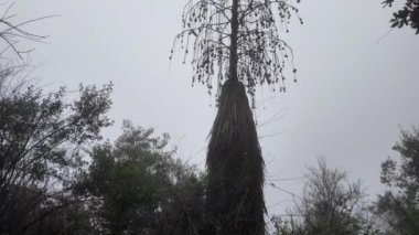 Çarpıcı bir ağaç, gri bir gökyüzüne karşı dimdik durur. İnce gövdesi ve alışılmadık çiçekleri göz alıcı bir siluet oluşturur. Bereketli yeşilliklerle çevrili sahne gizemli bir atmosferi çağrıştırıyor..