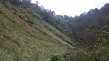 Göz kamaştırıcı çiçekli bir bitki sergileniyor, eşsiz yapısı ve canlı renkleri gece arkaplanına karşı sergileniyor. Parque el Ajusco, Mexico City 'de yer alan bu doğal güzellik kendi çevresinde gelişir..