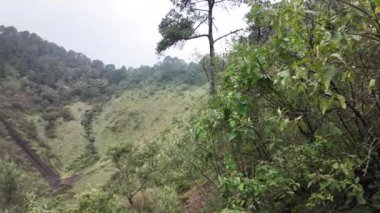 Göz kamaştırıcı çiçekli bir bitki sergileniyor, eşsiz yapısı ve canlı renkleri gece arkaplanına karşı sergileniyor. Parque el Ajusco, Mexico City 'de yer alan bu doğal güzellik kendi çevresinde gelişir..
