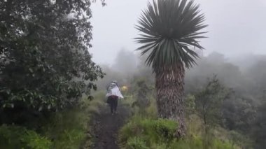 Göz kamaştırıcı çiçekli bir bitki sergileniyor, eşsiz yapısı ve canlı renkleri gece arkaplanına karşı sergileniyor. Parque el Ajusco, Mexico City 'de yer alan bu doğal güzellik kendi çevresinde gelişir..