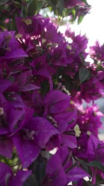 Renkli begonviller parlak bir bahçede göz kamaştırıcı bir görüntü oluşturur. Zengin mor yapraklar, öğleden sonra güneş ışığını yakalayan yeşil yapraklarıyla güzel bir tezat oluşturuyor..