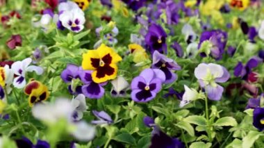 Bahar mevsimi boyunca canlı bir bahçede renkli çiçekler açar.