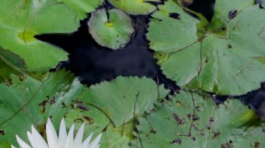 Güzel bir nilüfer, narin beyaz yapraklarını ve canlı sarı merkezini sergiler. Zarif bir şekilde dingin bir göletin üzerinde yüzer. Çevreleyen yeşil yapraklar, doğanın özünü yakalayarak barışçıl bir ortam yaratıyor..