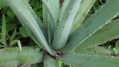 Öğleden sonra yemyeşil bahçedeki aloe vera bitkilerinin güzelliğini keşfedin.