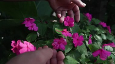 Çiçekler yemyeşil bir bahçede, eller hafifçe dokunur.