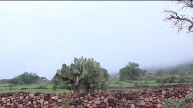 Canlı yeşillik ve taş duvarlı sisli bir arazide kaktüs.