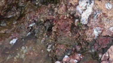 Kamera kıyı şeridi boyunca canlı kaya oluşumlarına odaklanarak doğal ortamdaki karmaşık dokuları ve renkleri gösterir. Su birikintileri yarıklarda toplanır, ışığı yansıtır ve sakin bir atmosfer yaratır..