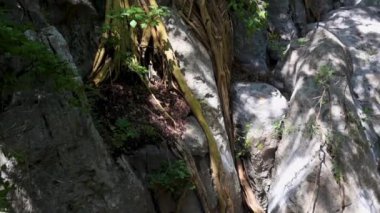 Bu büyüleyici yerde büyük kayalar ve büyüleyici ağaç kökleriyle çevrili huzurlu bir dere var. Güneş ışığı yaprakların arasından süzülür, suyun yüzeyine yumuşak gölgeler bırakır..