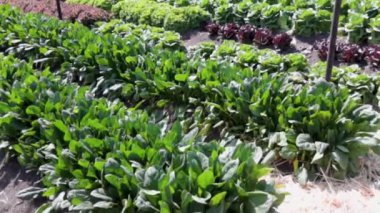 Canlı organik bahçe gelişen ıspanak bitkilerini hasat için sergiliyor. Bereketli yeşillik güneşin altında parlıyor, sağlıklı büyümeyi ve dikkatli yetiştirilmeyi vurguluyor..