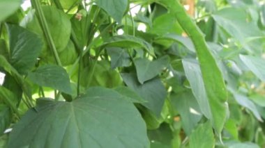 Yeşillik yeşillik ve sağlıklı gelişimi olan bir serada canlı bitkiler yetişiyor.