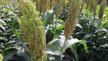 Canlı bir tarımsal alanda sorgum yetiştirme sürecini keşfedin. Uzun yeşil saplar ve kabarık çiçek başları doğal ortamlarında gelişen ekinleri sergiliyor..