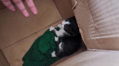 Kurtarılmış kedi yavrusu, karton kutuda yeşil bir battaniyeye sarılıyor.