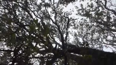 Bulutlu bir gökyüzüne karşı büyük bir ağacın karmaşık dallarını araştırıyorum.