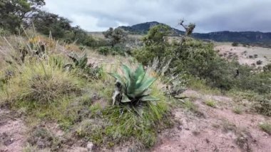 Dağlık arazide, canlı bir arazinin yakınındaki çeşitli bitki örtülerini keşfediyorlar.