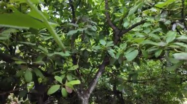 Gün ortasında sakin bir orman ortamında yemyeşil yaprakları keşfediyorlar.
