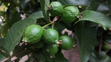 Çiçekli bir bahçede, ağaçlarda yetişen Guava meyveleri.