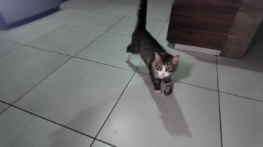 Meraklı kedi gece modern bir mutfağı keşfeder.