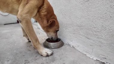 Köpek, sıradan bir ortamda duvarın yakınındaki bir kaseden yemeğin tadını çıkarıyor.