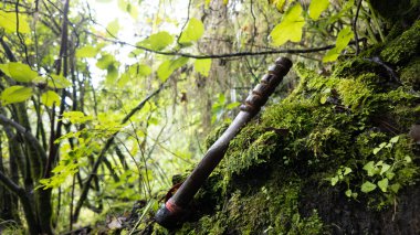 Unique wooden stick resting on lush moss in a dense forest setting clipart