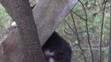 Sakin bir ortamda ağaçlar arasında doğayı keşfeden kedi.