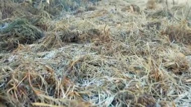 Sakin bir öğleden sonra rüzgarda sallanan altın otlar