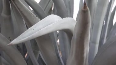 Çöl manzarasındaki Agave Bitkilerinin Karmaşık Detaylarını Keşfetmek